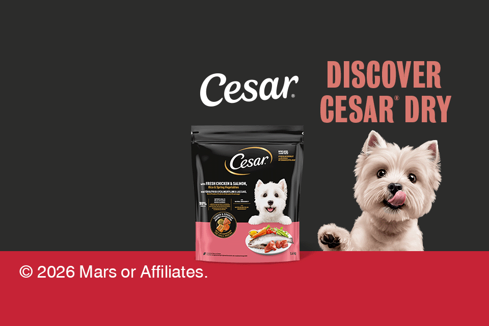 Banner with Cesar Dry product